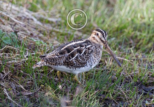 Common Snipe 3